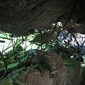 WOLFSCHANZE