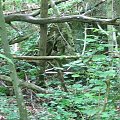 WOLFSCHANZE