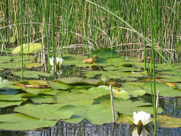 jezioro Głębokie