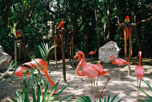 mexico_flamingi