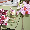http://www.fotosik.pl/pokaz_obrazek/ckueeau7ccdifdxh.html