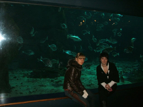 oceanarium w Londynie..