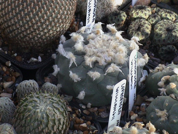 Lophophora williamsii