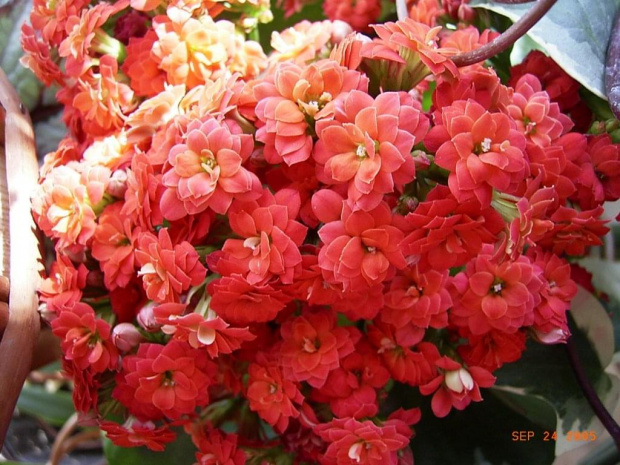 kalanchoe