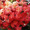 kalanchoe