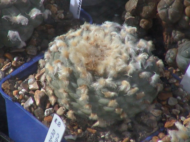 Lophophora williamsii