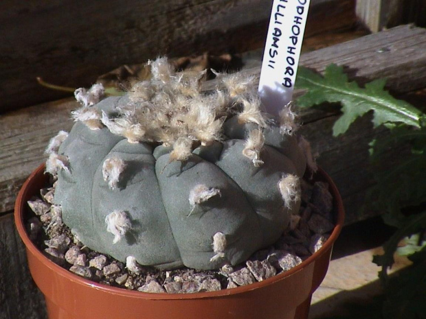 Lophophora williamsii