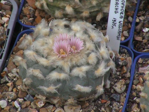 Lophophora williamsii El Huizache