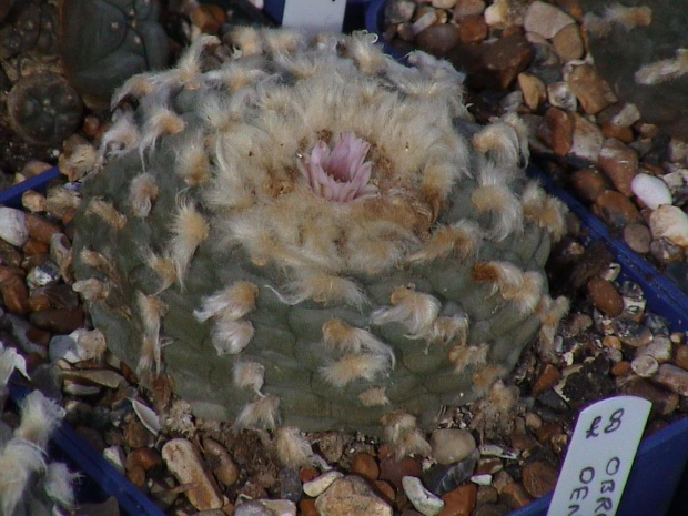 Lophophora williamsii