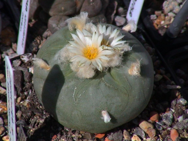 Lophophora diffusa v.lutea