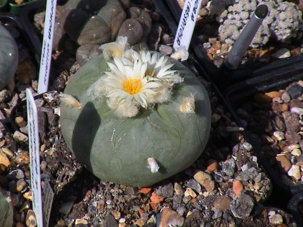 Lophophora diffusa