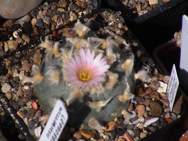 Lophophora williamsii v texansis