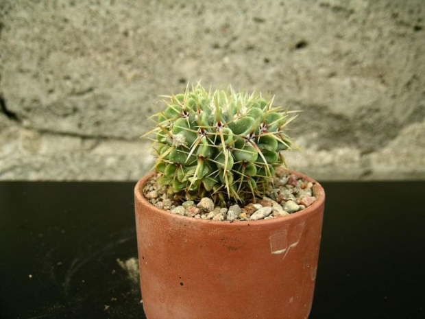 Notocactus buiningii #kaktusy