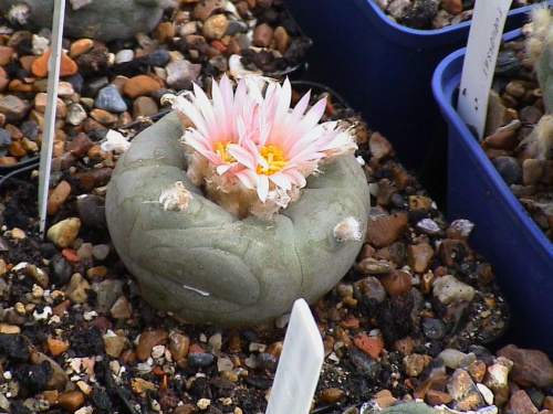 Lophophora diffusa