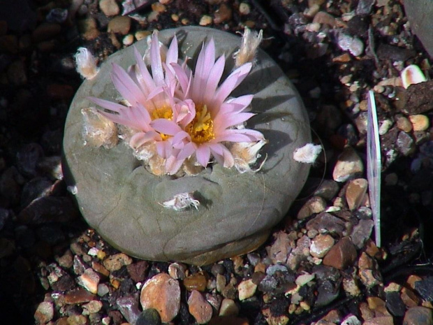 Lophophora diffusa