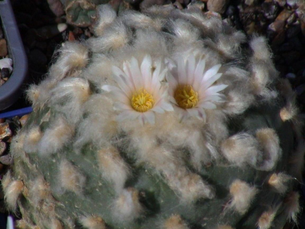 Lophophora diffusa v. koehresii