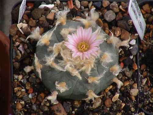 Lophophora williamsii v.texansis