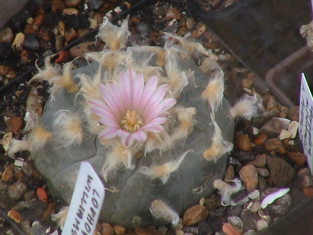 Lophophora williamsii v.texansis