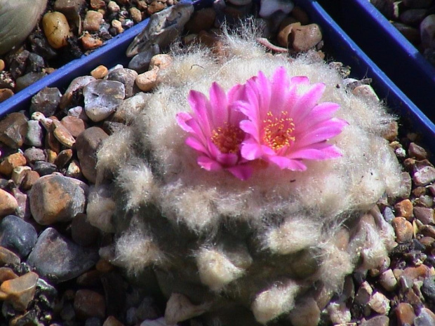 Lophophora jourdaniana