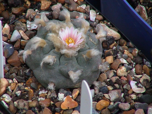 Lophophora williamsii