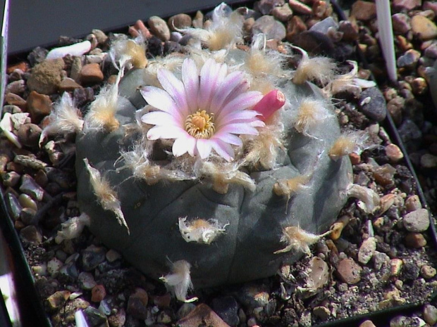 Lophophora williamsii v.texansis