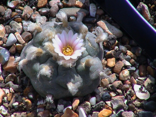 Lophophora williamsii