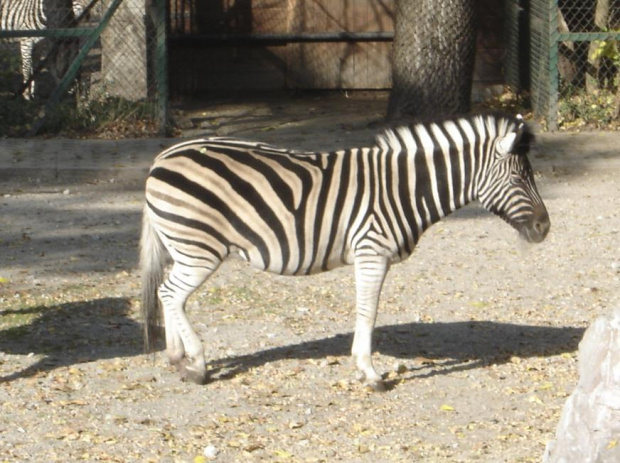 Zebra:P z klasą:P hehe można po niej chodzić:P