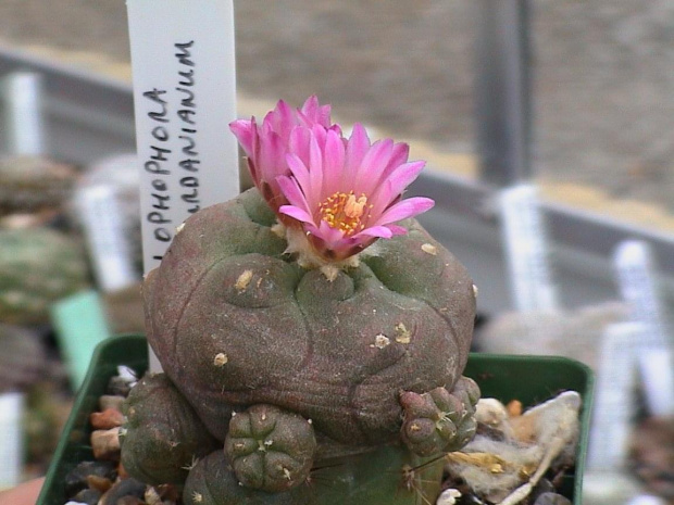 Lophophora jourdaniana