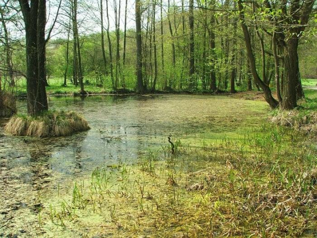 Kolonia Zawada - rozelwisko na Bystrej, powyżej młynu