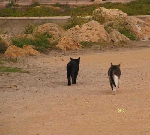 Hiszpania - koty na kei