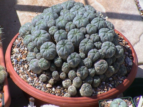 Lophophora williamsii v.caespitosa