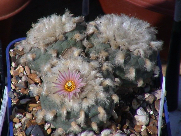 Lophophora diffusa v. koehresii