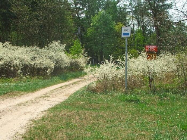 Bałtów - zbliżamy się do leśniczówki koła łowieckiego "Azotrop"