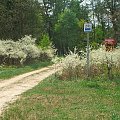 Bałtów - zbliżamy się do leśniczówki koła łowieckiego "Azotrop"