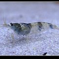 Caridina sp. "Hummel"