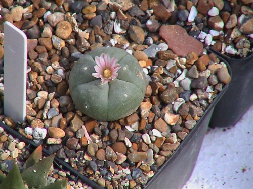 Lophophora williamsii