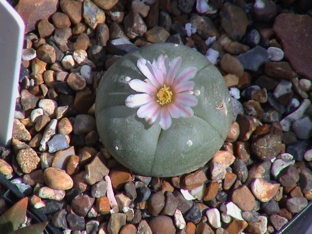 Lophophora williamsii