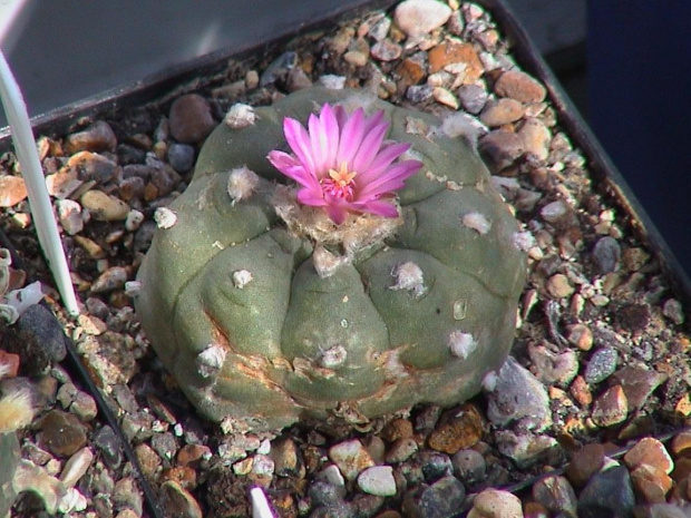 Lophophora williamsii v.friccii