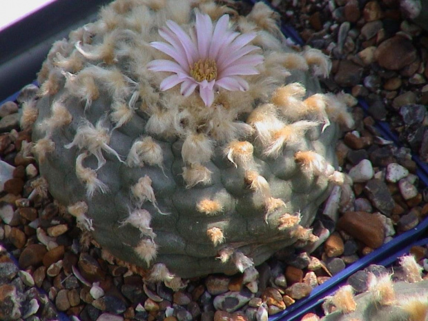 Lophophora williamsii