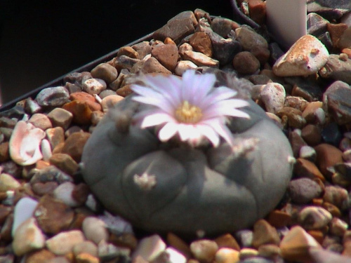 Lophophora williamsii