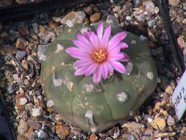 Lophophora williamsii v.friccii