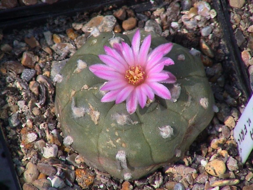 Lophophora williamsii v.friccii