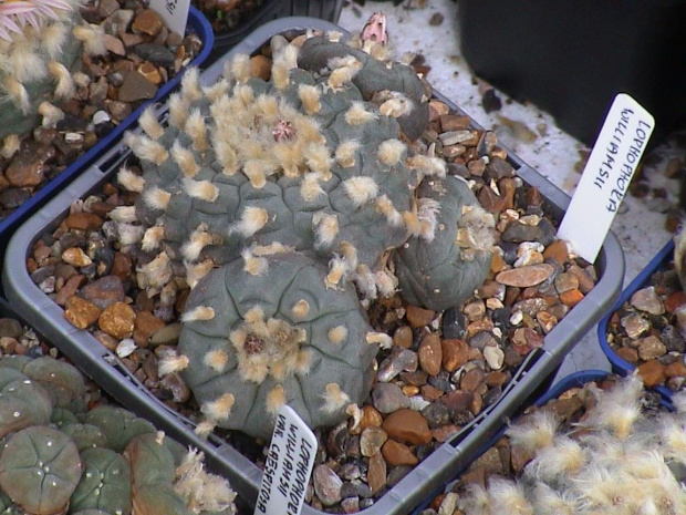 Lophophora williamsii