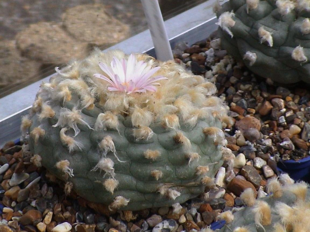 Lophophora williamsii