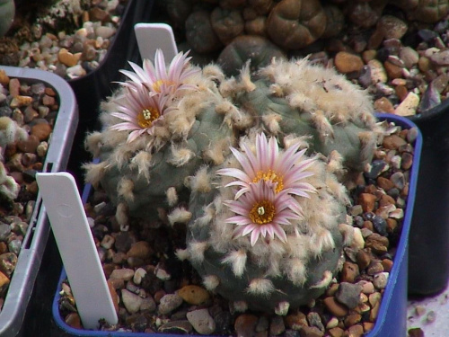 Lophophora diffusa v. koehresii