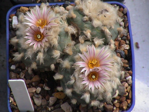 Lophophora diffusa v. koehresii