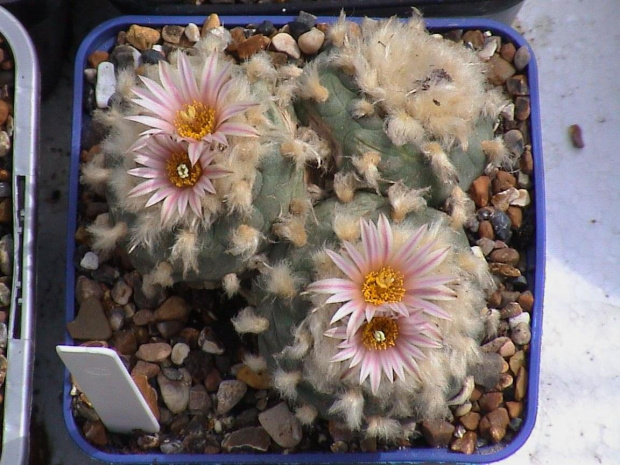 Lophophora diffusa v. koehresii