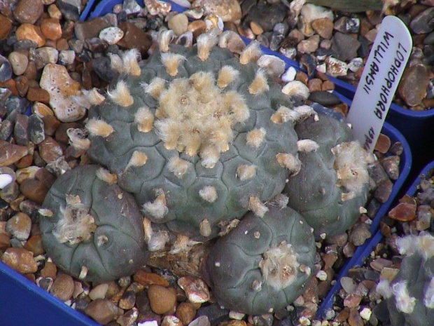 Lophophora williamsii