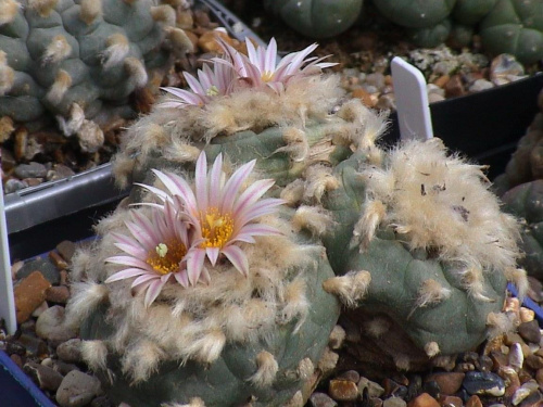 Lophophora diffusa v. koehresii