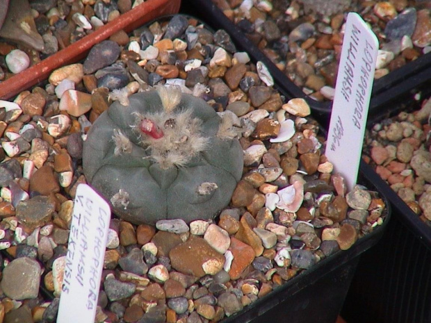 Lophophora williamsii